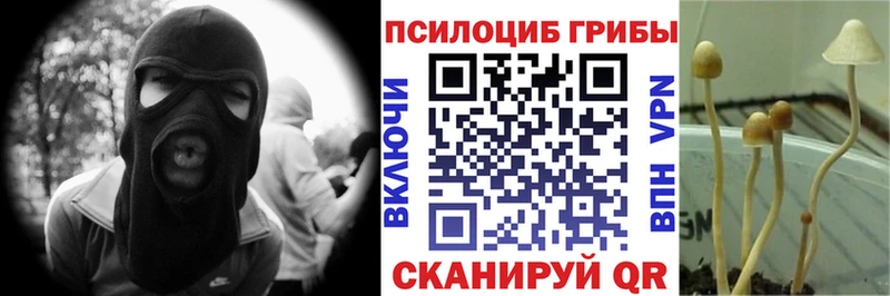 Псилоцибиновые грибы Psilocybe  Шумиха 
